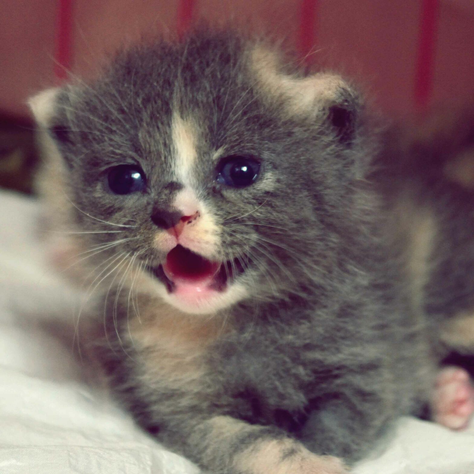 small grey kitten meowing