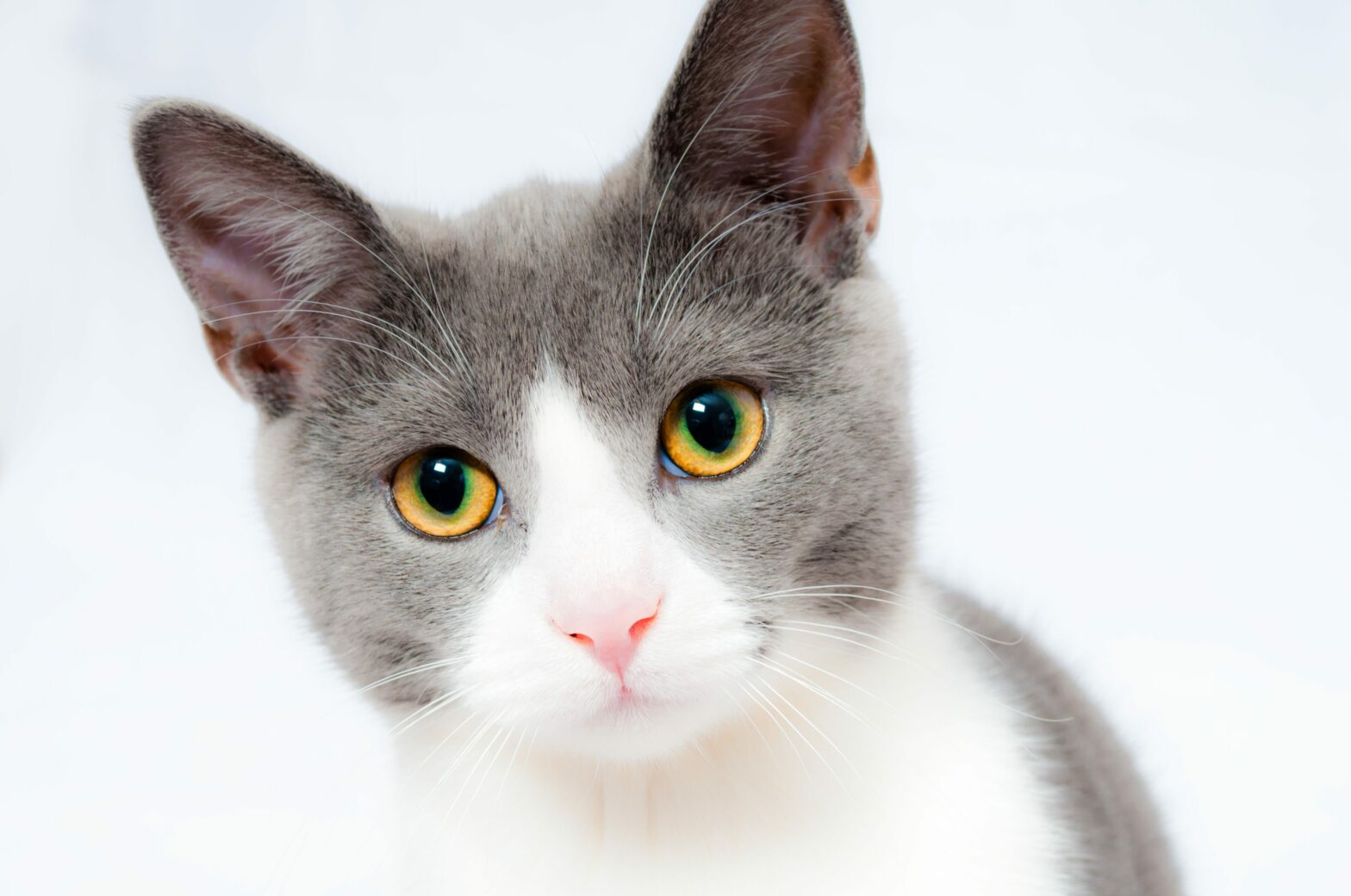 grey and white cat looking at the camera with a white background