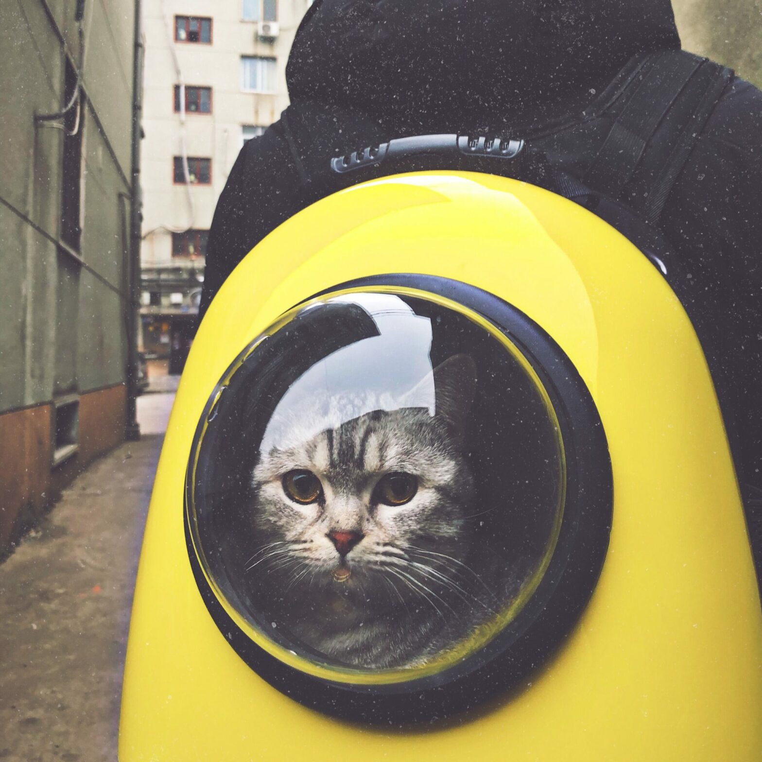 cat looking out of bubble in yellow backpack