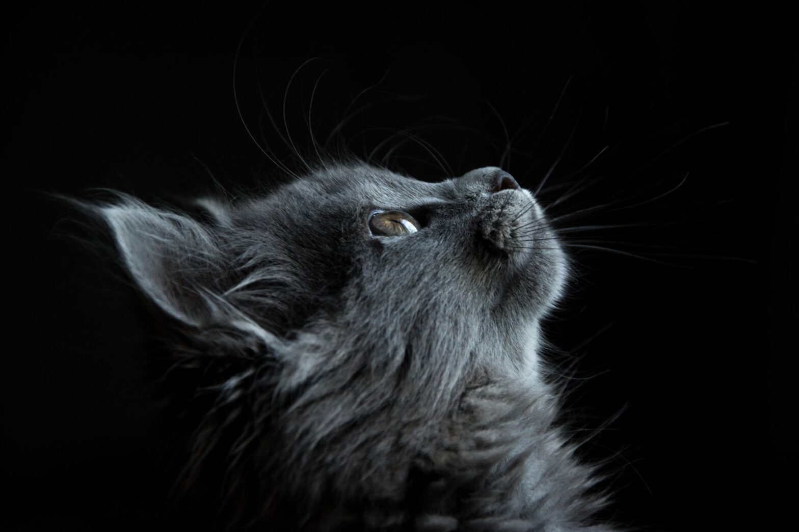 grey cat looking up