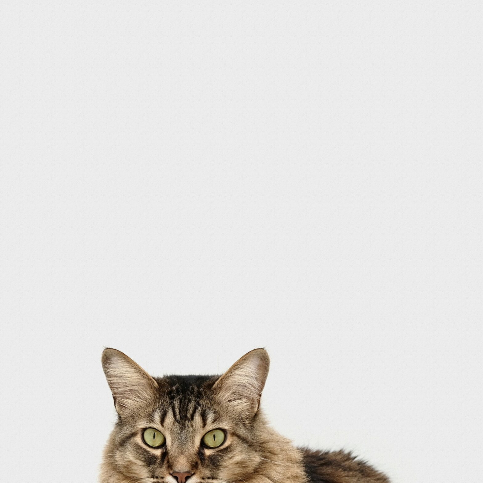 cat head and part of body on a white background