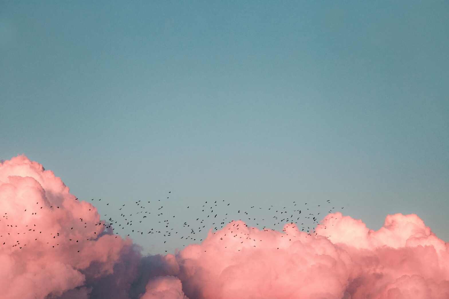 blue sky pink clouds and birds