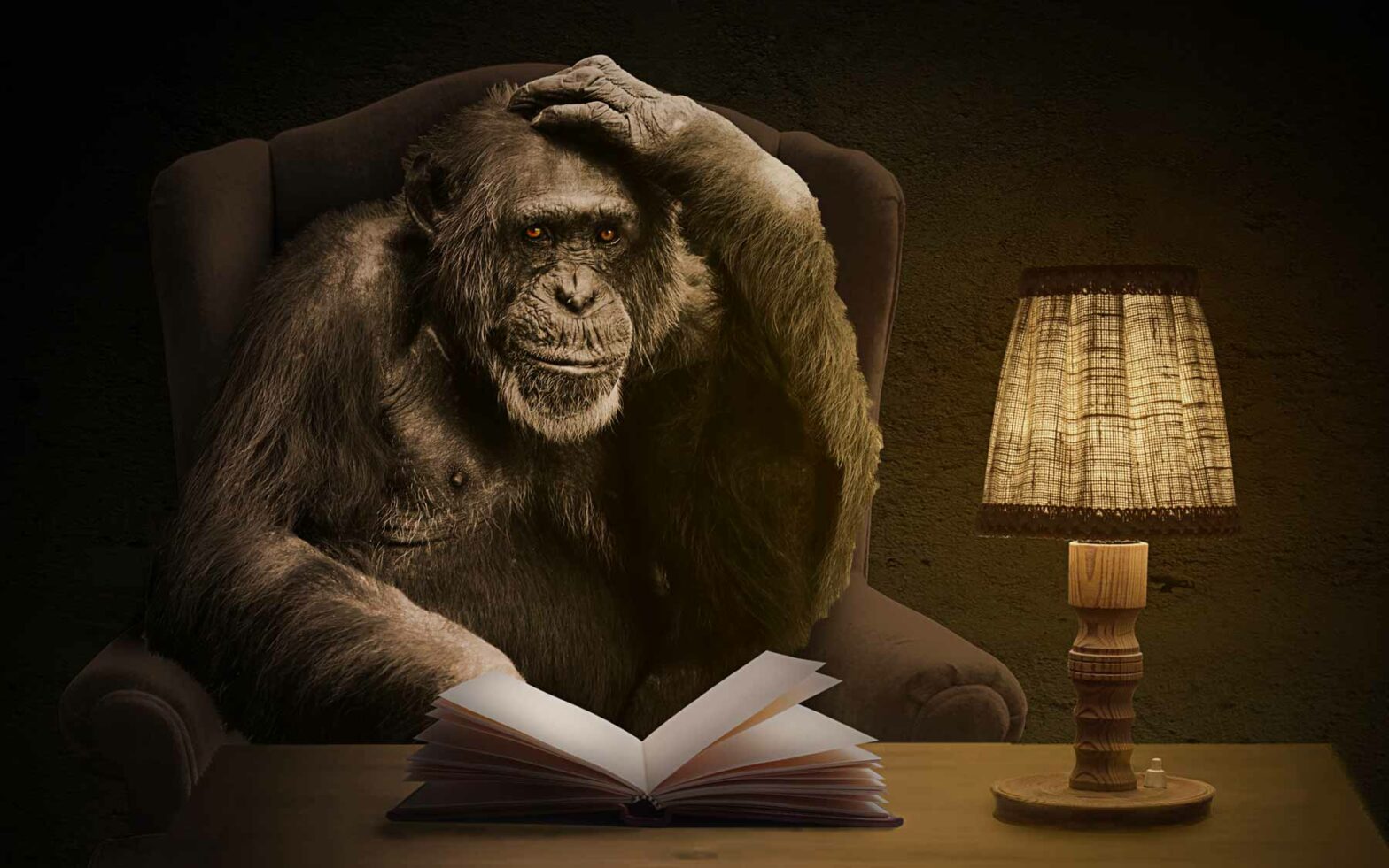 Monkey reading a book in chair