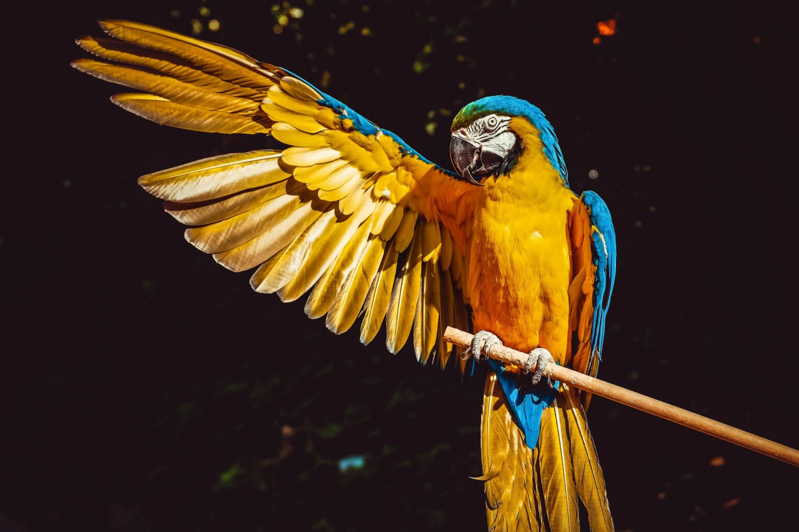 Yellow and Blue Parrot sitting on a small wooden stick