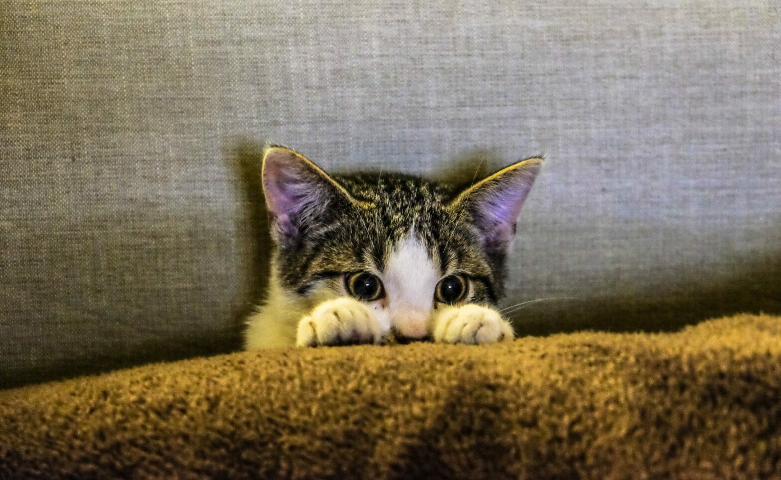 Adorable kitten with paws peering from behind blanket