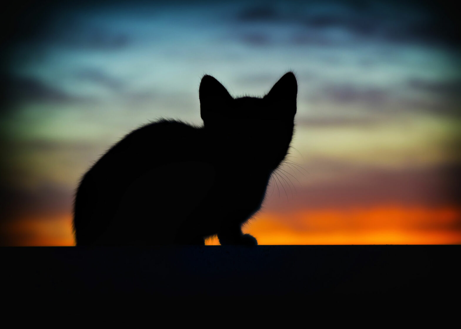 backlit cat in front of a blue and orange sunset